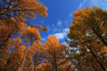 难忘的秋天作文（《金色的秋天》）