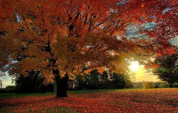 秋天的色彩作文（《秋天的色彩》）