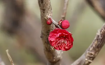 有关冬天色彩的作文精选范例（《我喜欢冬天的美景》）