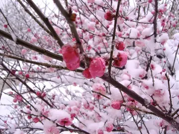 那个冬天的话题优秀作文（《一个迷人的冬天》）