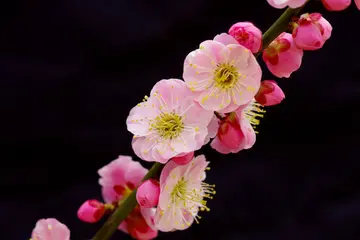 有关冬天乐章的作文精选范例（《南方的冬天特色》）