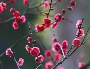 有关感恩冬天的作文精选范例（《无雪的温暖冬天》）