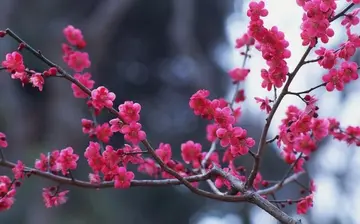 有关温热冬天的作文精选范例（《那个暖暖的冬天》）