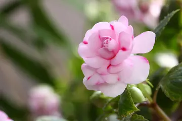 有关期盼冬天的作文精选范例（《期待已久的冬天》）