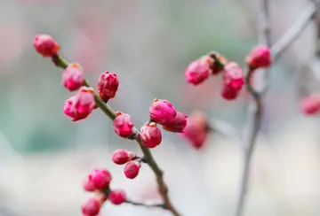 有关冬天寒意的作文精选范例（《森林里的冬天》）