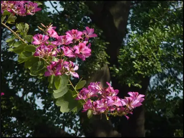 有关冬天艳阳的作文精选范例（《享受冬天暖暖的太阳》）