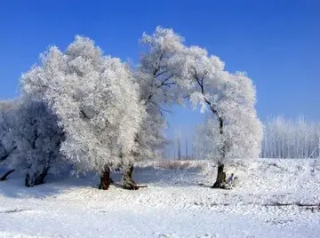 《我爱冬天的雪花》（关于盼望冬天的作文精选）