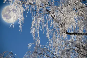 冬天临降的话题优秀作文（《看看这冬天的雪景》）