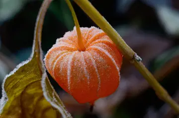 《我爱冬天的植物》（关于冬天花卉的作文精选）