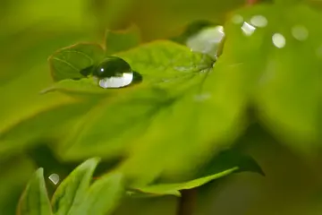 《坚持梦想，不言放弃》（关于坚持自己的作文精选）