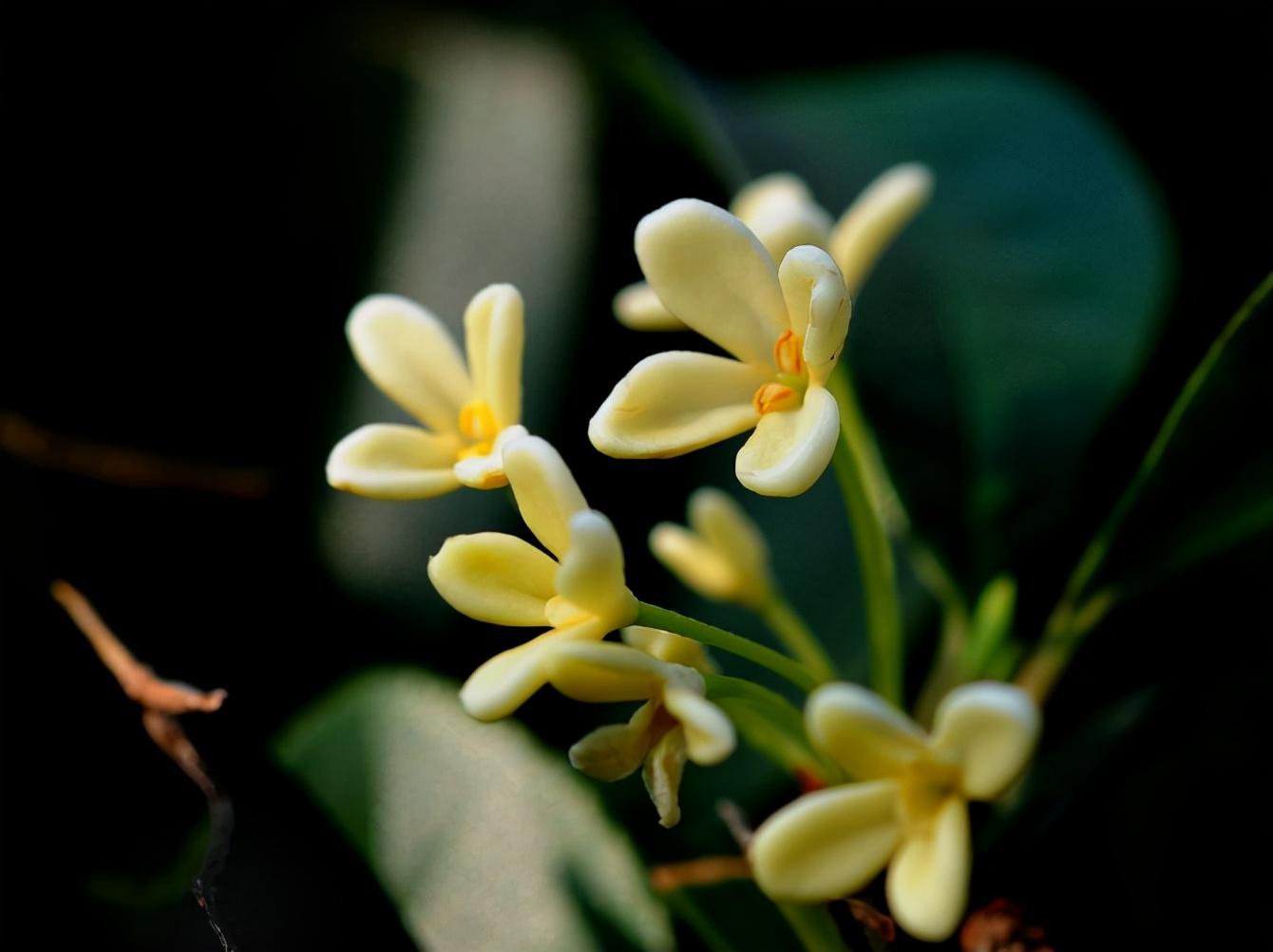 关于桂花树的诗词鉴赏（十首咏桂花的诗词）