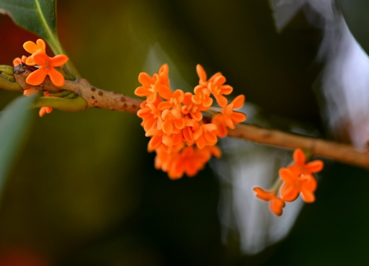 关于桂花的诗词有哪些（分享十五首桂花的诗词）