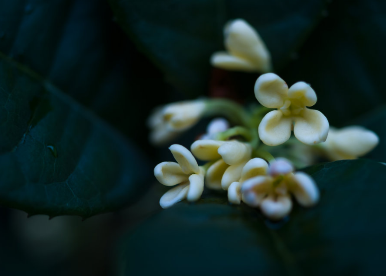 关于桂花的诗词有哪些（分享十五首桂花的诗词）