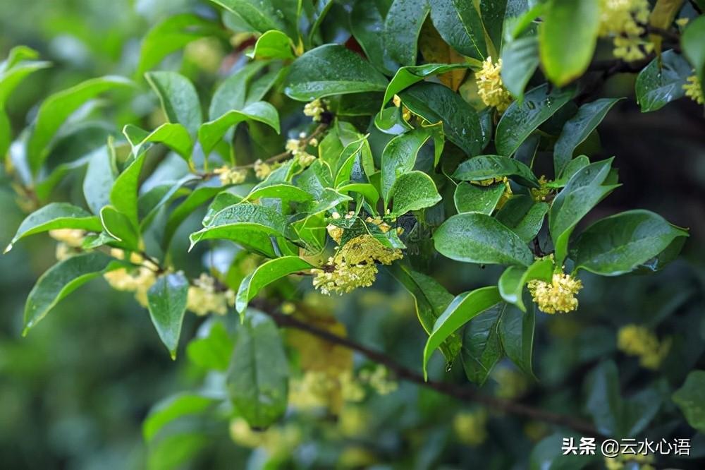 描写桂花的五律古诗（5首咏桂花的诗词）