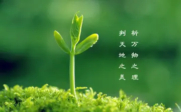 快乐的植树节作文（改善环境）