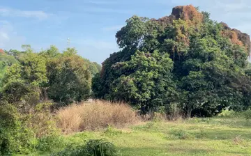 家乡的荷花作文（《家乡的美景》）