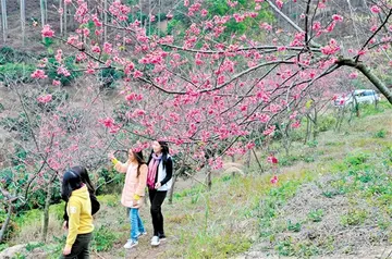 难忘快乐的春游作文（我春游，我快乐）