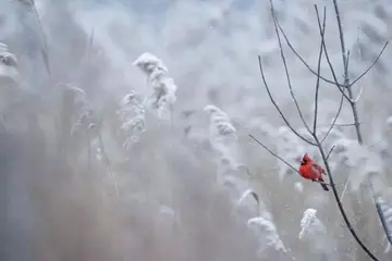 快乐的冬至之夜作文（隆重的节日）