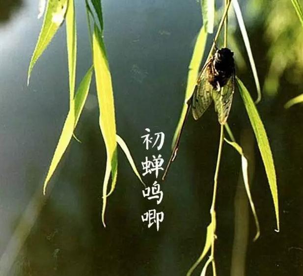 著名的夏天唯美诗句赏析（8首立夏诗词）