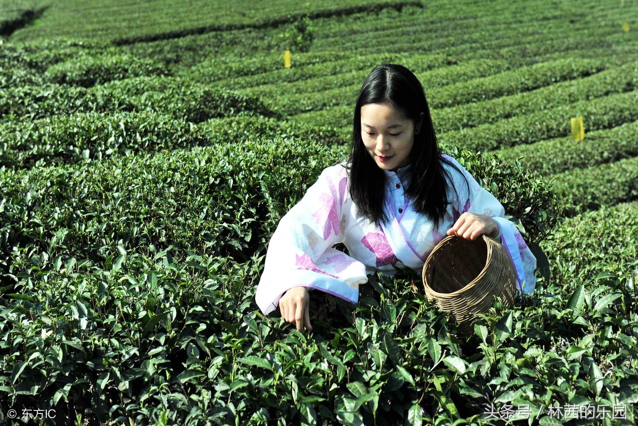 唯美的16首品茶诗词（咏茶的古诗词鉴赏）