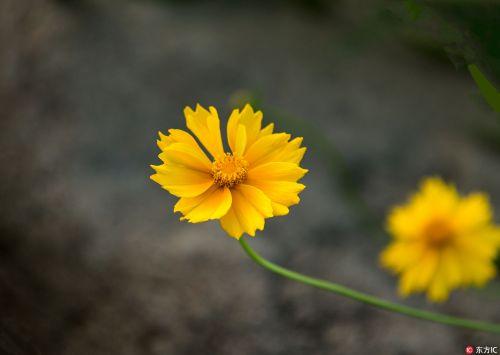 关于九九重阳节古诗词鉴赏（重阳节的诗句古诗）