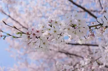 春天的花作文600字初中（无限遐想）