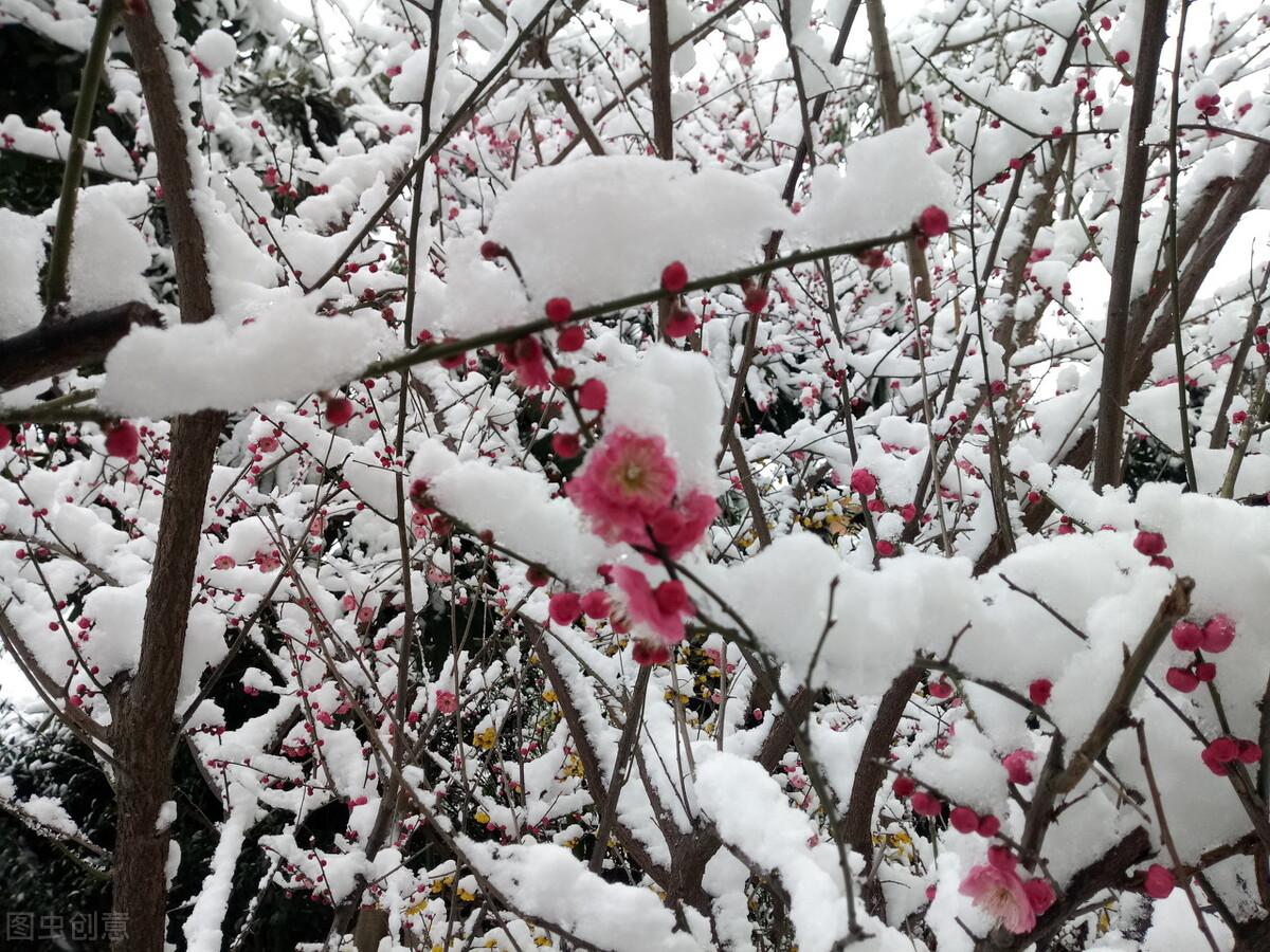 关于雪的诗句赏析（含有雪的古诗词）