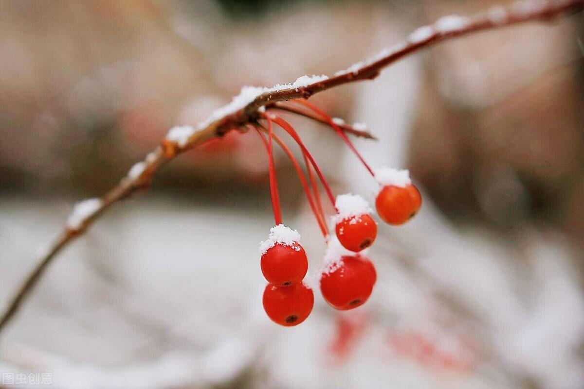 关于雪的诗句赏析（含有雪的古诗词）