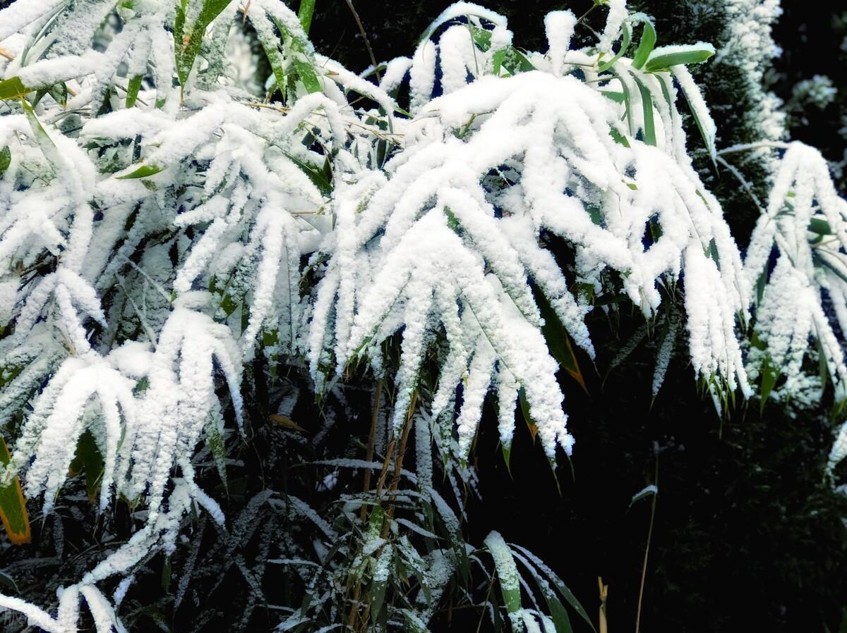 描写雪的唯美古诗鉴赏（山上雪景的诗句）