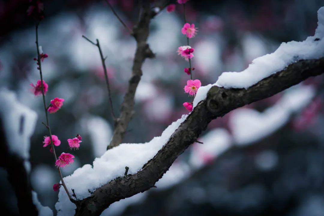 关于雪景的诗句有哪些（分享10首梅雪诗词）