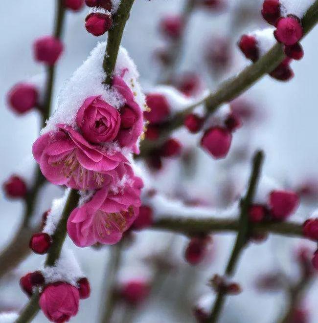 赞美春雪景艺术的诗词（雪景艺术的诗词名句）