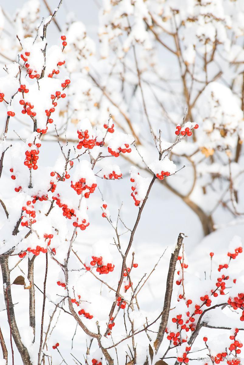 形容美丽的雪景的诗句鉴赏（四首冬雪诗词）