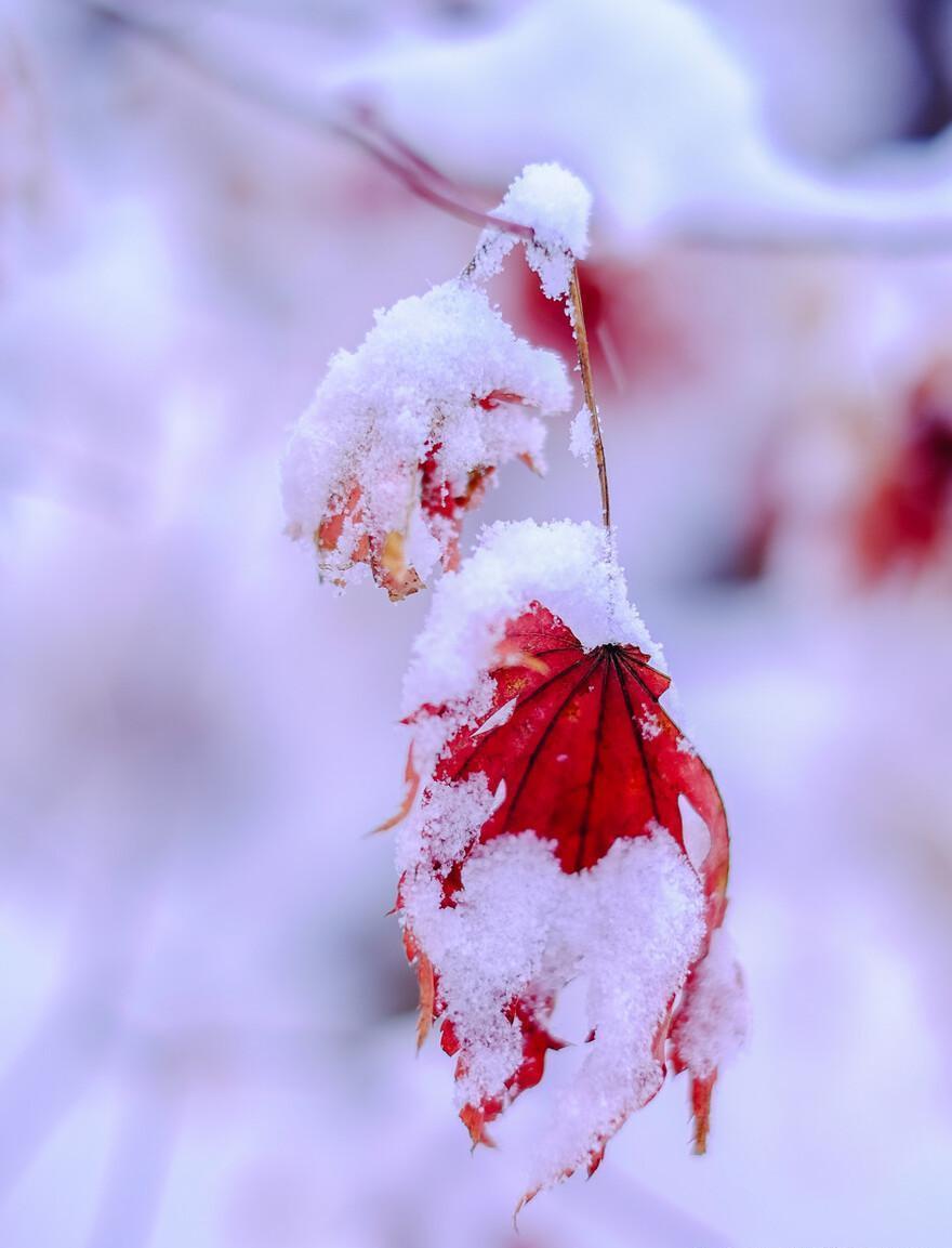 形容美丽的雪景的诗句鉴赏（四首冬雪诗词）