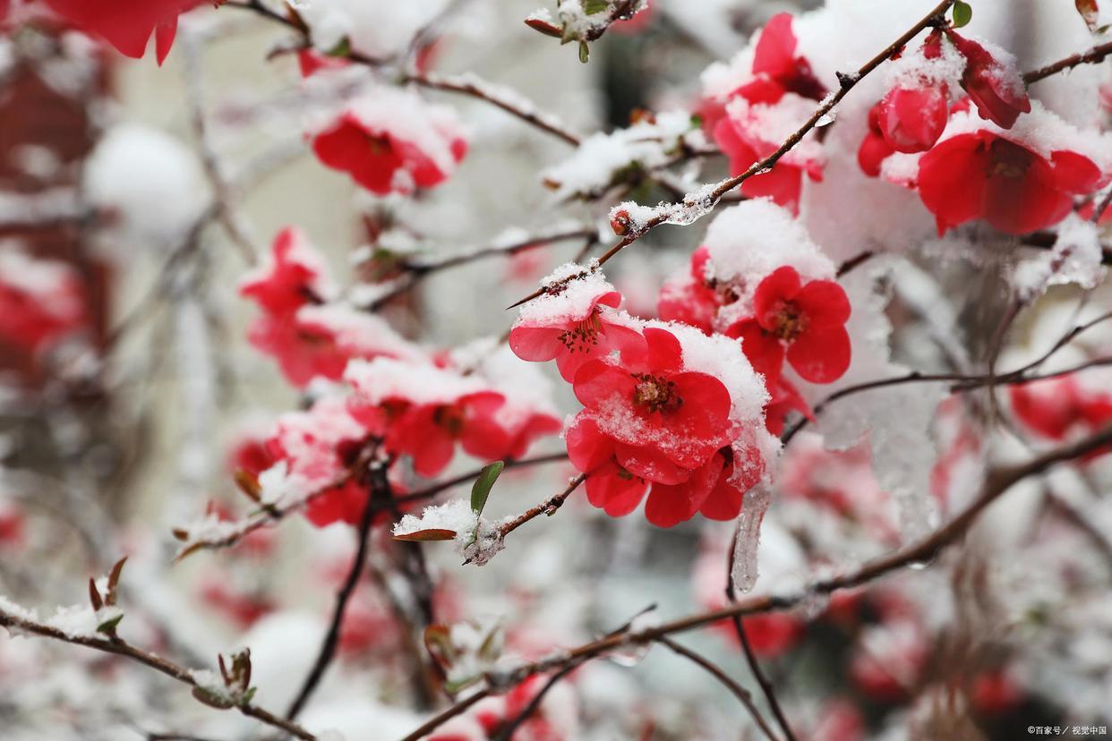 形容美丽的雪景的诗句鉴赏（四首冬雪诗词）