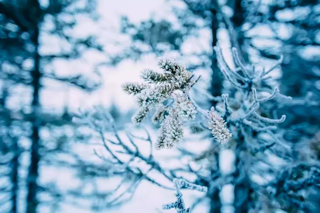 描写冬雪的古诗词（分享8首咏雪诗词）