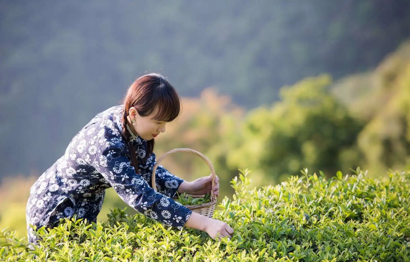 关于采茶的优美诗句（清明采茶的古诗词）