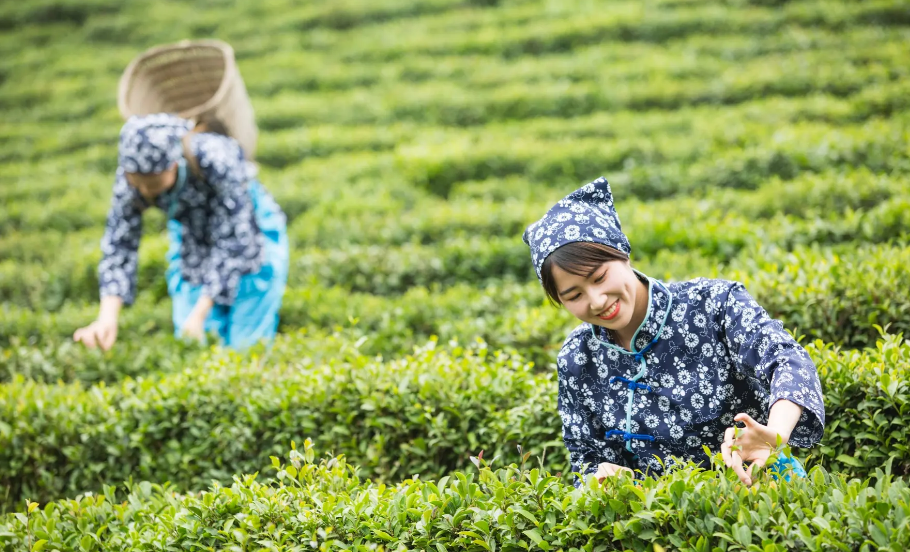 关于采茶的优美诗句（清明采茶的古诗词）