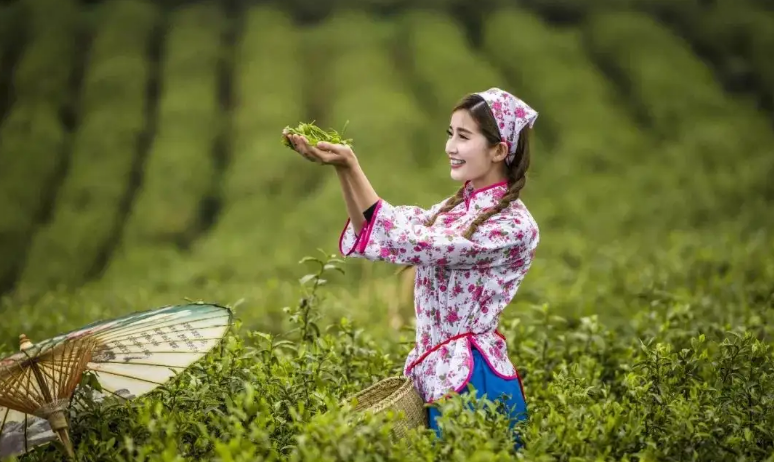 关于采茶的优美诗句（清明采茶的古诗词）