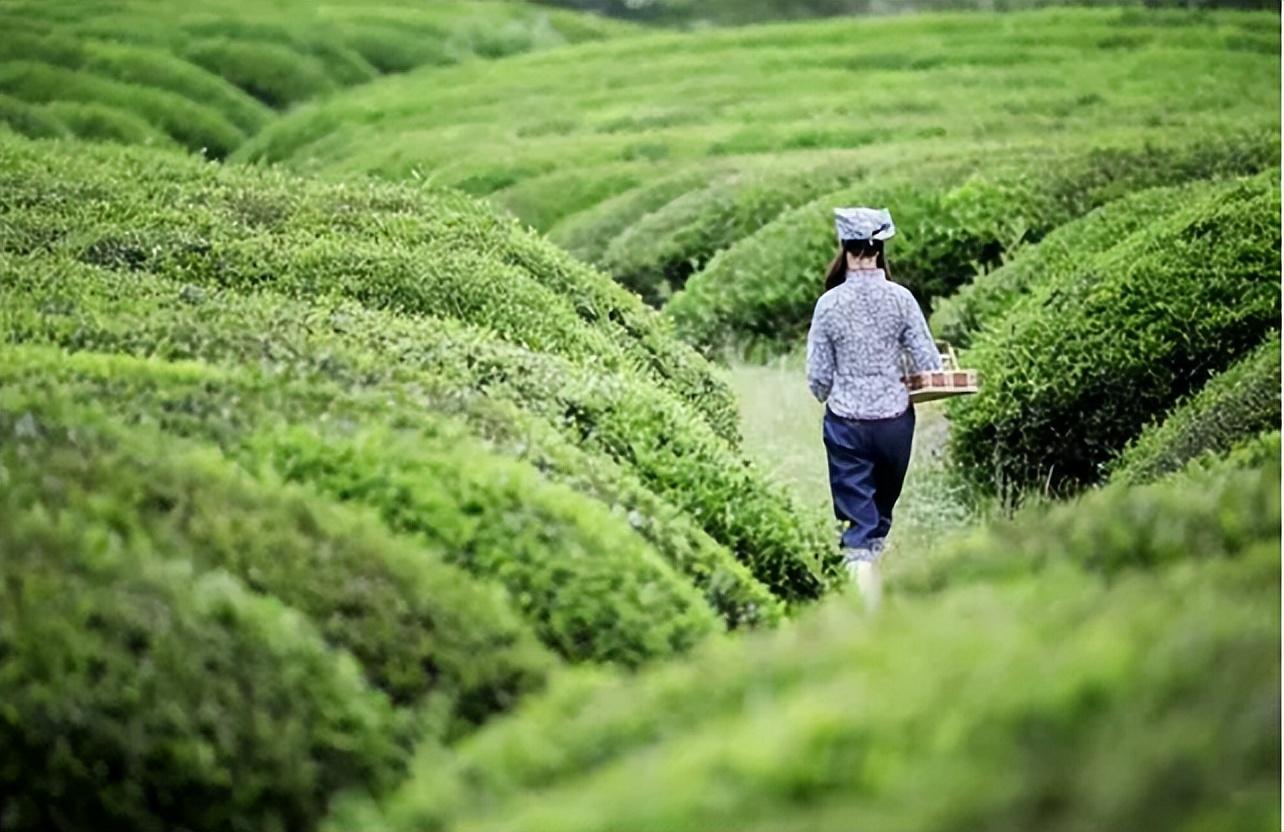 关于采茶的优美诗句（清明采茶的古诗词）