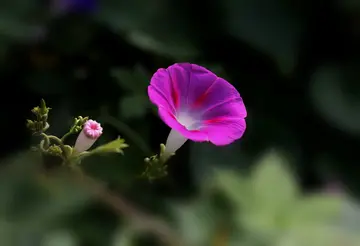 善良可爱的话题优秀作文（《善良有智慧的姐姐》）