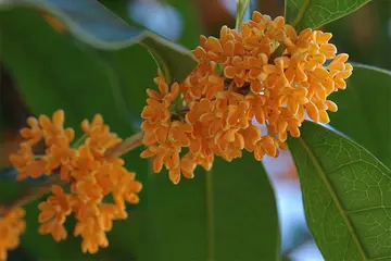 有关幸福含义的作文精选范例（《我明白了幸福的真谛》）