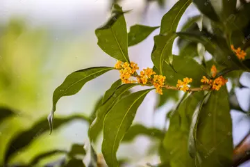 有关尝尝幸福的作文精选范例（《品尝舌尖上的幸福》）