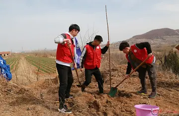 我植树我快乐作文（期待的日子）