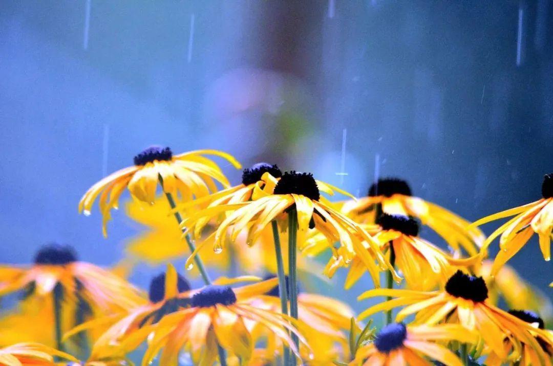 关于春雨的10首诗词（雨天很有意境的古诗）