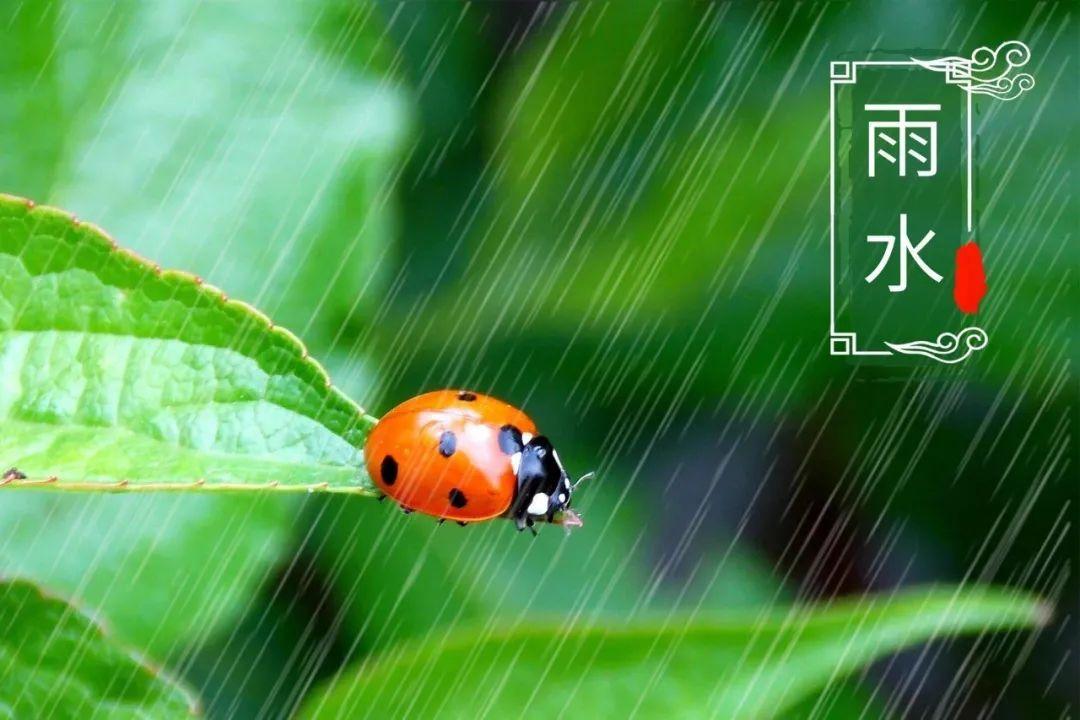 关于春雨的10首诗词（雨天很有意境的古诗）