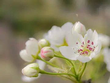 《面对困难，沉着冷静》（关于战胜困难的作文精选）