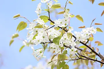 遭遇困难的话题优秀作文（《迎接困难的挑战》）