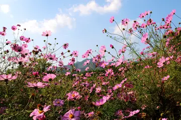 成长伴我一路芬芳600字作文（丰富多彩的情感）