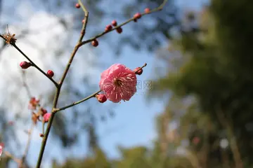 感悟生活的优秀作文（《难忘的生活》）