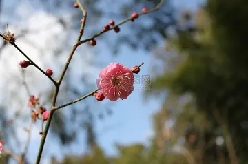 难忘的校园生活作文（《难忘的生活》）